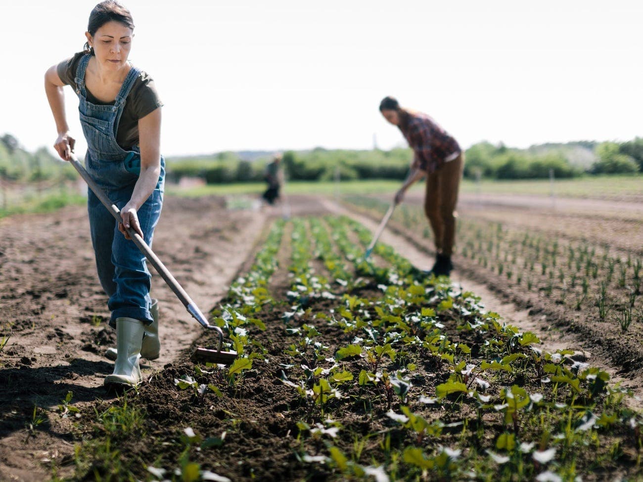 Agriculture